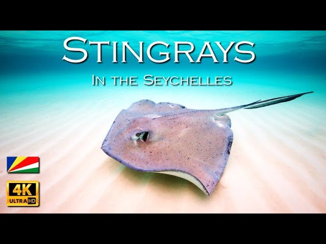 Stingray in shallow water - Seychelles 4K UHD