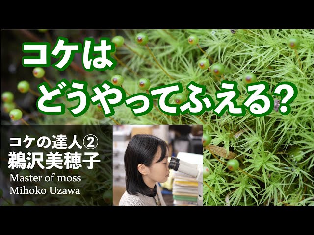 Male and female of moss and mystery of reproduction [Master of moss ② Mihoko Uzawa] # 71