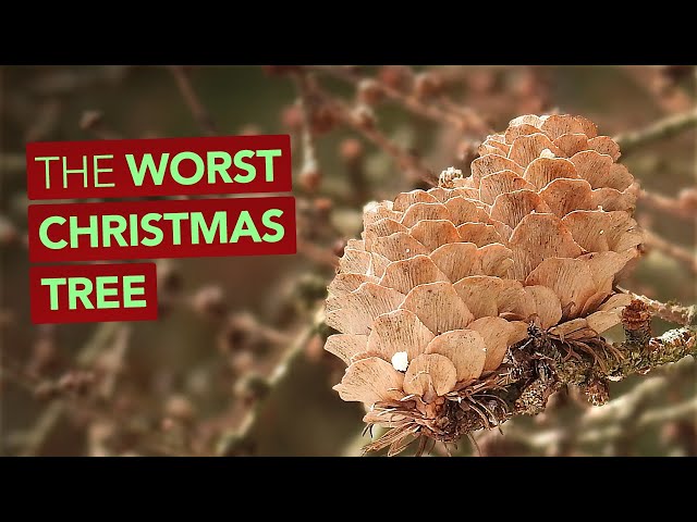 The Worst Christmas Tree