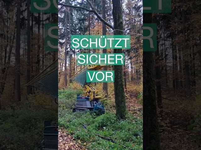Abgestorbene Bäume sicher fällen mit dem Personenschutzschirm für die Forstraupe Moritz