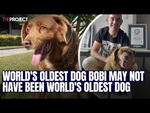 World's Oldest Dog Bobi May Not Have Been World's Oldest Dog