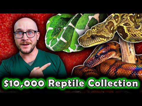Expensive Reptile Collections