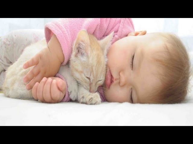 Cute Cats And Kittens Discovering Babies For The First Time!