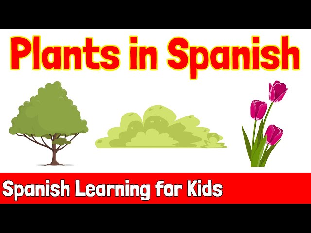Plants in Spanish | Spanish Learning for Kids