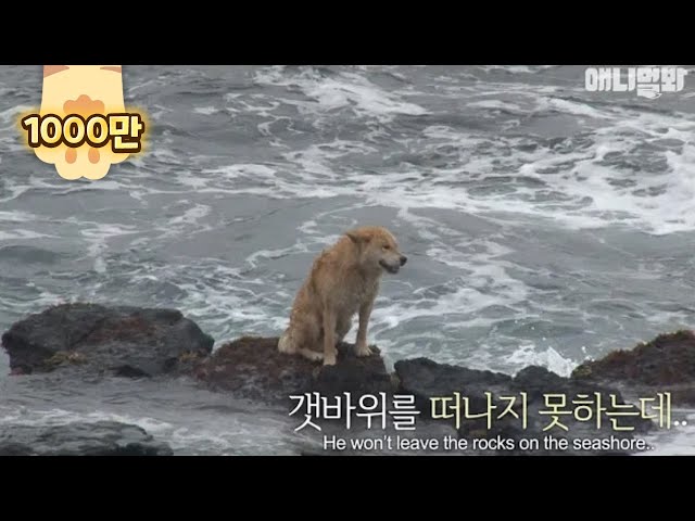Why this stray dog stays on the rocky shore despite the crashing waves..