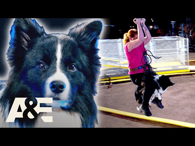 Border Collie TAKES DOWN Police K9 To Win Competition | America's Top Dog | A&E