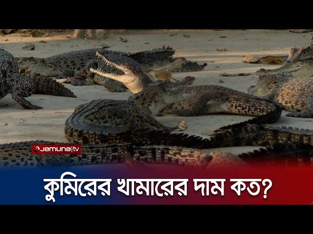 'উদ্দীপন' কত টাকায় কুমিরের খামার কিনলো? | Crocodile Farm | Investigation 360 Degree | Jamuna TV