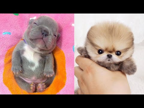 Cute Puppies Doing Funny Things