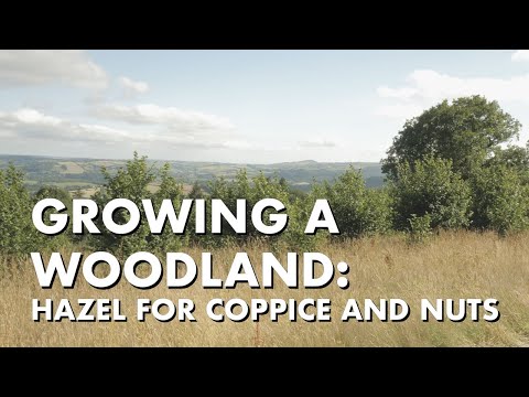 Growing a Woodland: Hazel for Coppice and Nuts