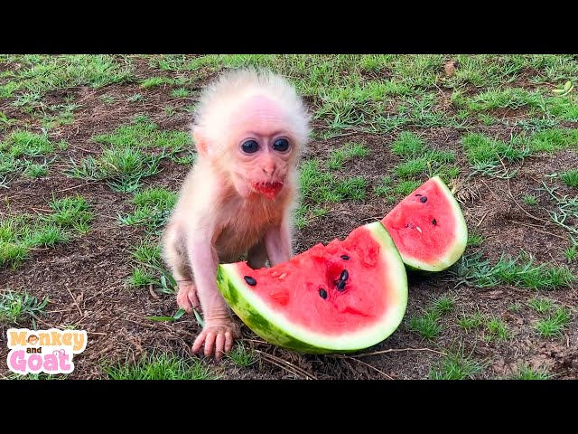 Reaction of baby monkey and goat seeing watermelon