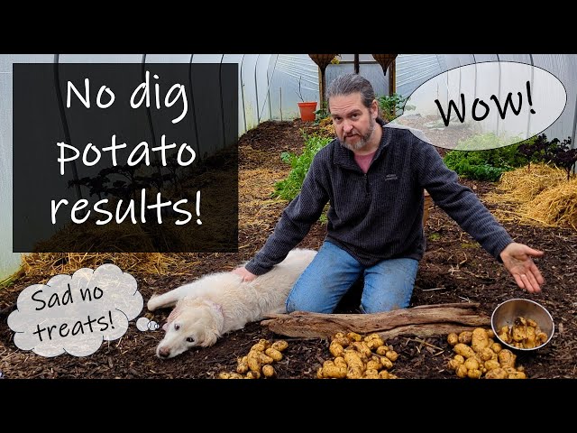 Grow 8X more potatoes with this no dig Christmas potato technique!