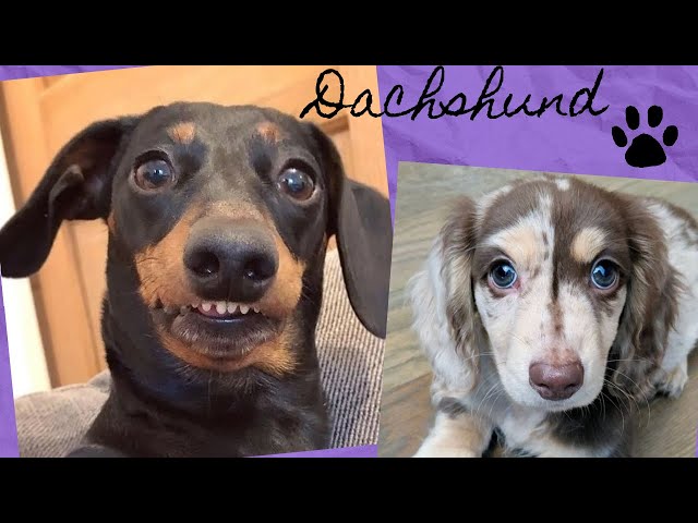 Funny Dachshund Dog Video Compilation,  You Can't Resist To See These Adorable Faces.
