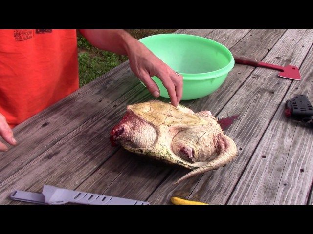 How to Clean a Snapping Turtle