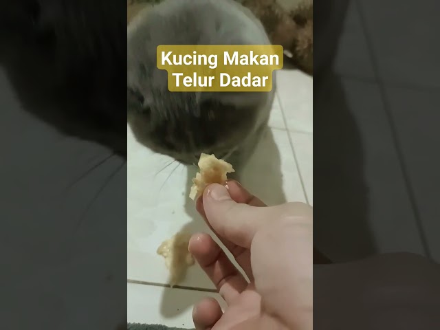 Kucing Makan Telur Dadar Tanpa Garam