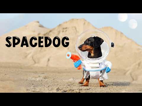 Ep 3: SPACEDOG Crusoe & The Giant Bone - (Funny Dachshund in Space!)