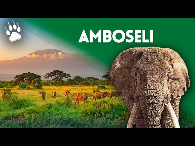 Parc national d'Amboseli (Kenya) - Un paradis qui se désertifie - Documentaire environnement HD
