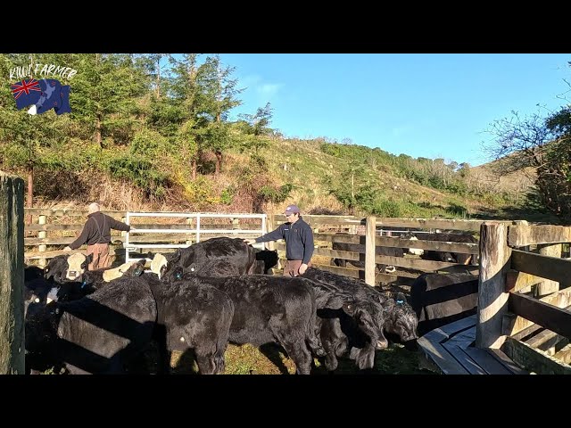 Angus Beef Calf Weaning Autumn 2024
