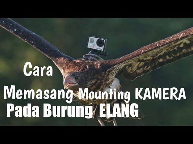 Cara Memasang Mounting kamera Pada Burung Elang