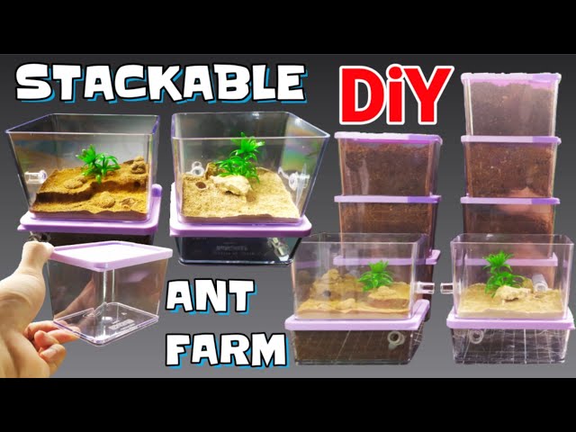 DIY STACKABLE Ant Formicarium  | D colony