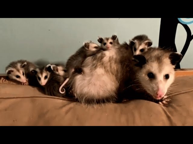 Meet mama Ada. She'll make you actually like opossums.