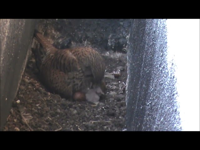 Mama Kestrel Feeds Her Chicks - 1499171