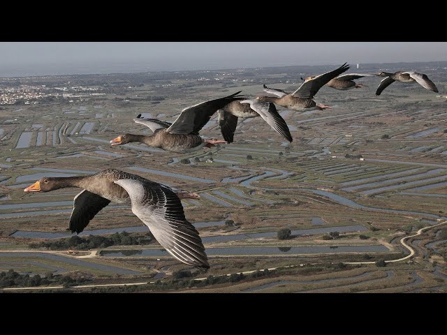 The Secret Routes of Migratory birds | Documentary
