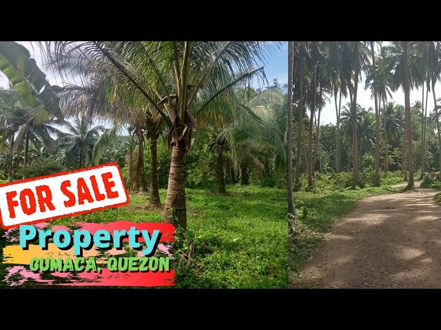 #22 Lot farm For Sale Gumaca, Quezon part 1