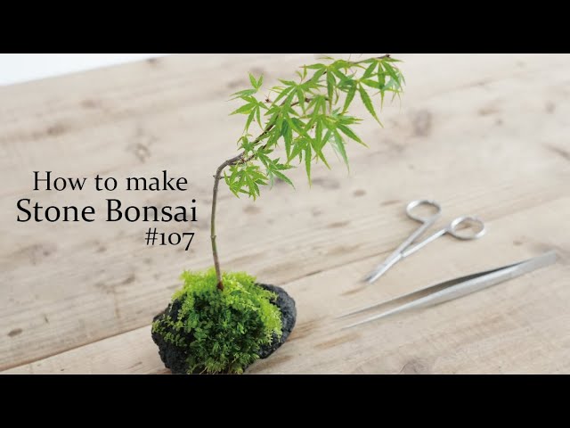 Do not use soil! ? How to make stone bonsai. #107