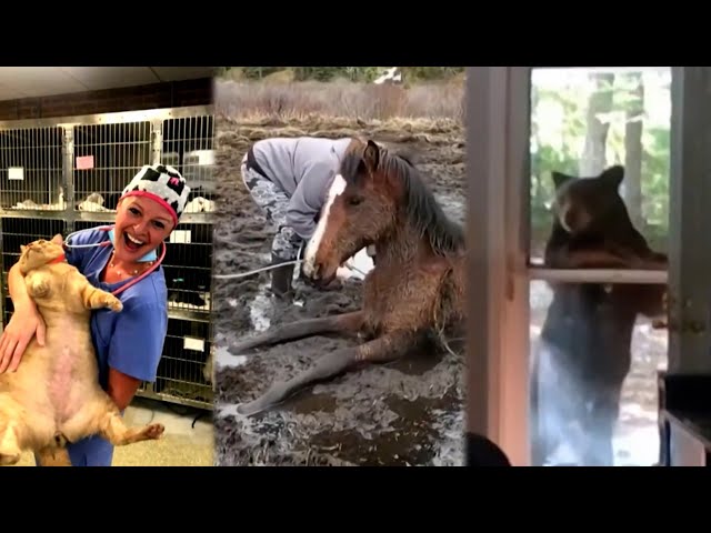 Amazing Animal Rescues, Animal Friends, and...Chonks