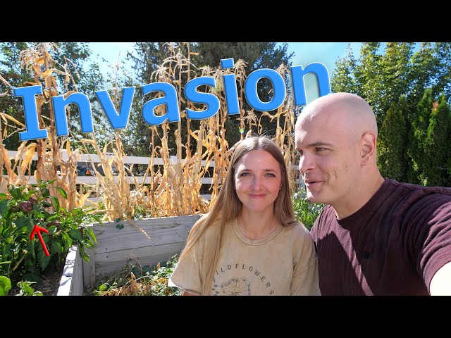 Our Raised Garden Got Invaded! + the results of our experiment...
