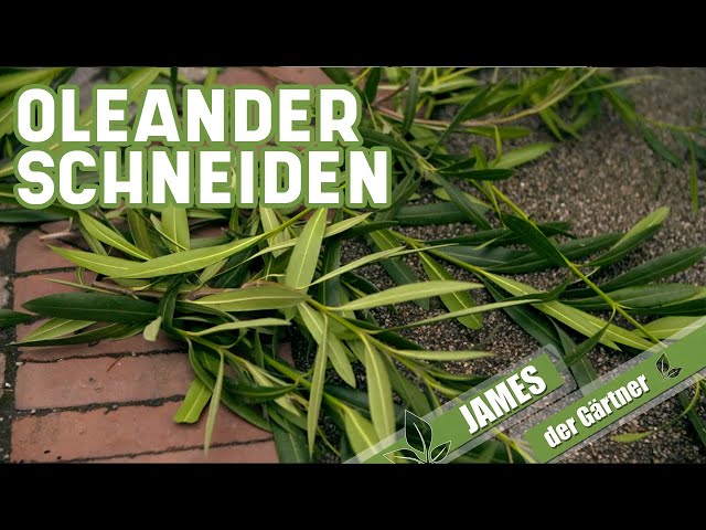 Wie und wann schneidet man eigentlich Oleander? | James der Gärtner