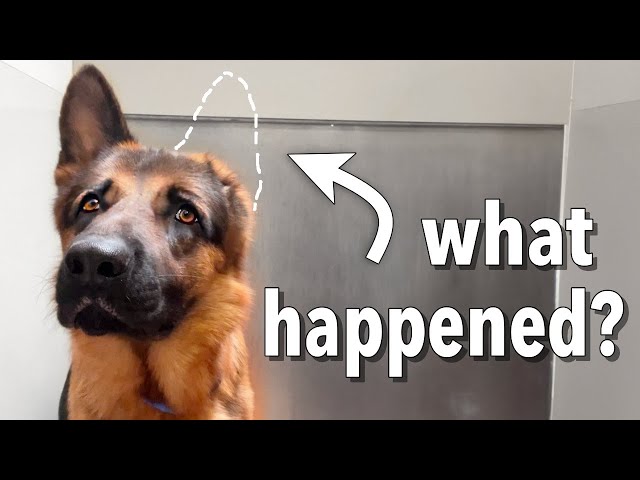 No one wanted the one eared dog until this happened... | Vince Pupdate