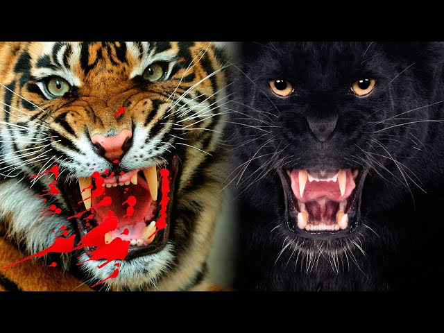 The Most DANGEROUS BIG CATS In The World