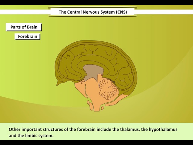 Central Nervous System | Brain | Learn and understand