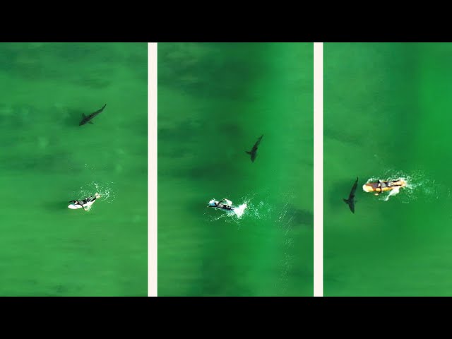 Close Encounter: Surfer Touches Great White Shark & Doesn't Realize It