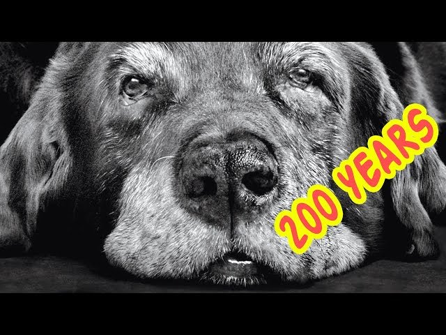 The OLDEST DOGS In The World