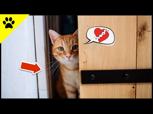 DESHALB hasst deine Katze geschlossene Türen! 💡