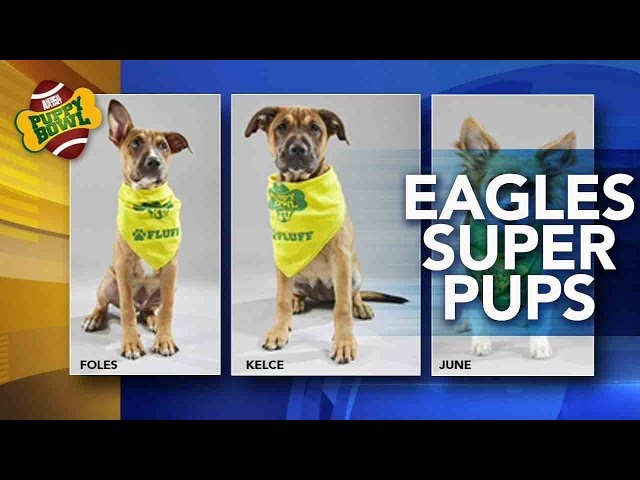 Foles and Kelce: Puppy Bowl dogs have Eagles names