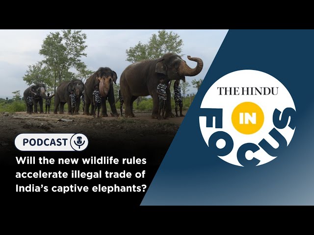 Will the new wildlife rules accelerate illegal trade of India's captive elephants | In Focus podcast