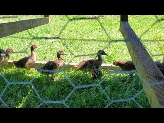 Twin ducks update.  A look at the garden beds.  Trying our electric fence!