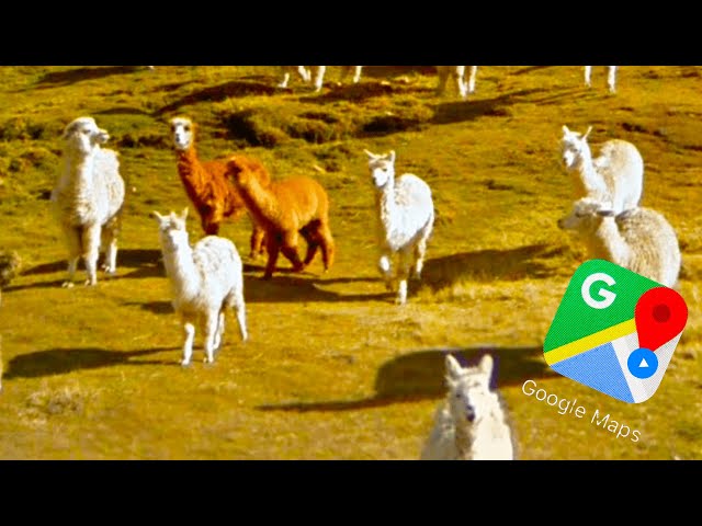 Google car driver stuck in traffic because of alpacas somewhere in Peru