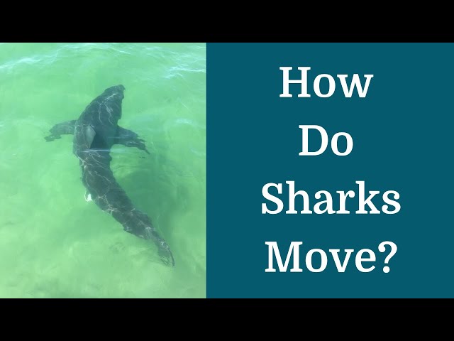 How Do Sharks Move?