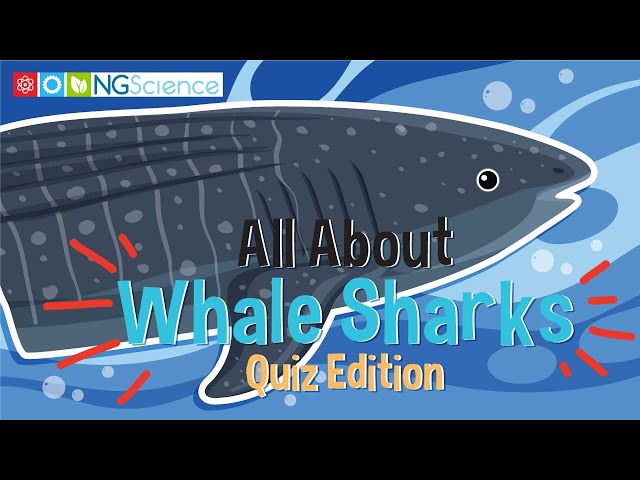 All About Whale Sharks – Quiz Edition