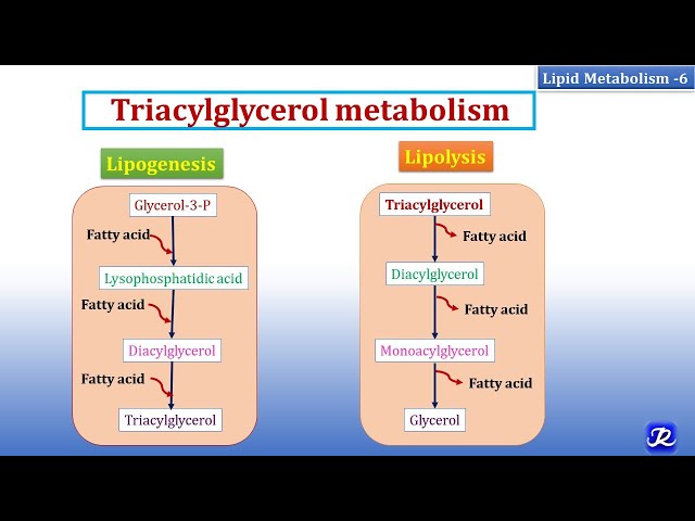 6: Triacylglycerol Metabolism | Lipid Metabolism-6 | Biochemistry | N'JOY Biochemistry