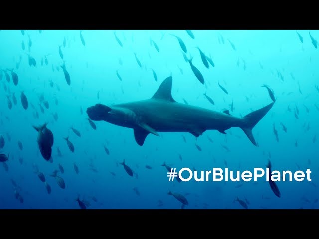 The Man Who Swims Towards Sharks #OurBluePlanet