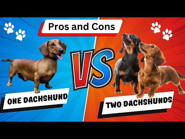 Should You Get 2 Dachshunds?   Here are the Pros And Cons