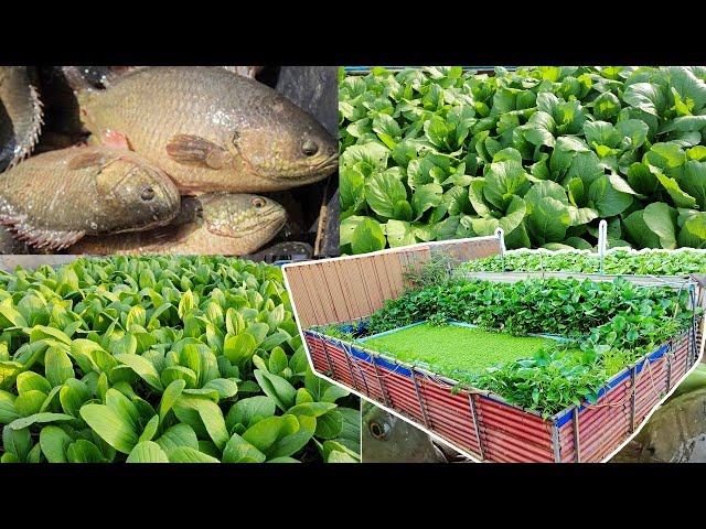 I Build an aquaponics System for Raised Climbing Perch Fish and Grow Mustard Green, Pak Choy