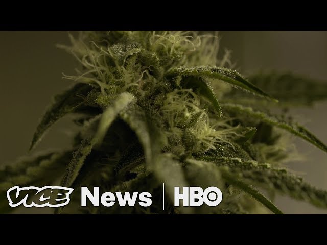 Will California Weed Growers Survive Legal Marijuana? (HBO)