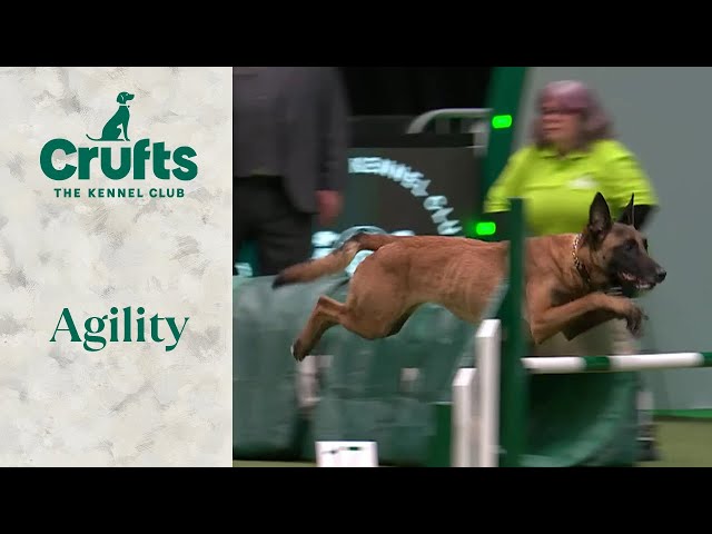Agility - Championship - Intermediate/Large Part 1 (Jumping) | Crufts 2024