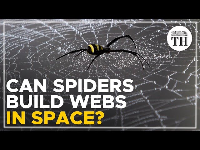Can spiders weave webs without gravity?